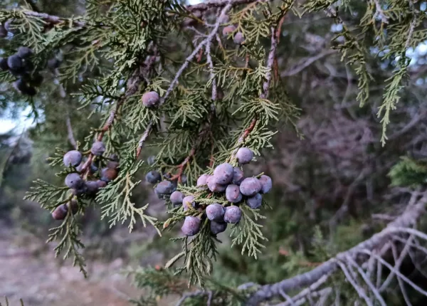 Sabinas Sabinas